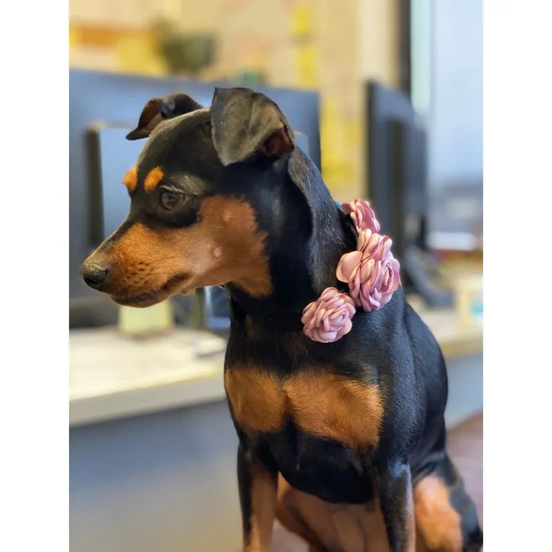 Flower Collar