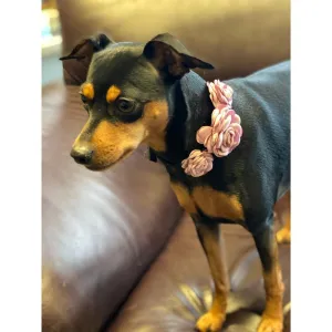 Flower Collar