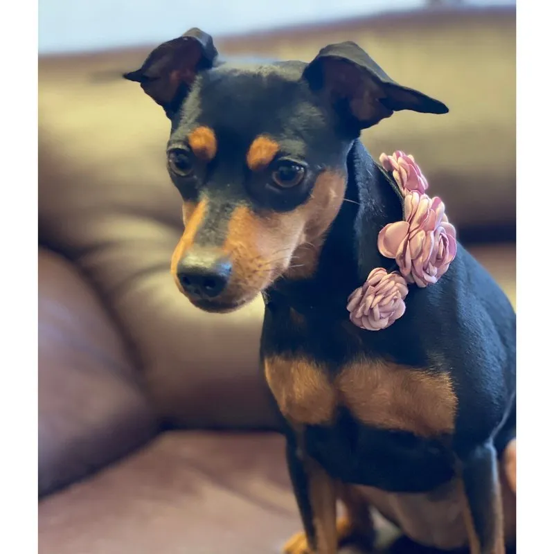 Flower Collar