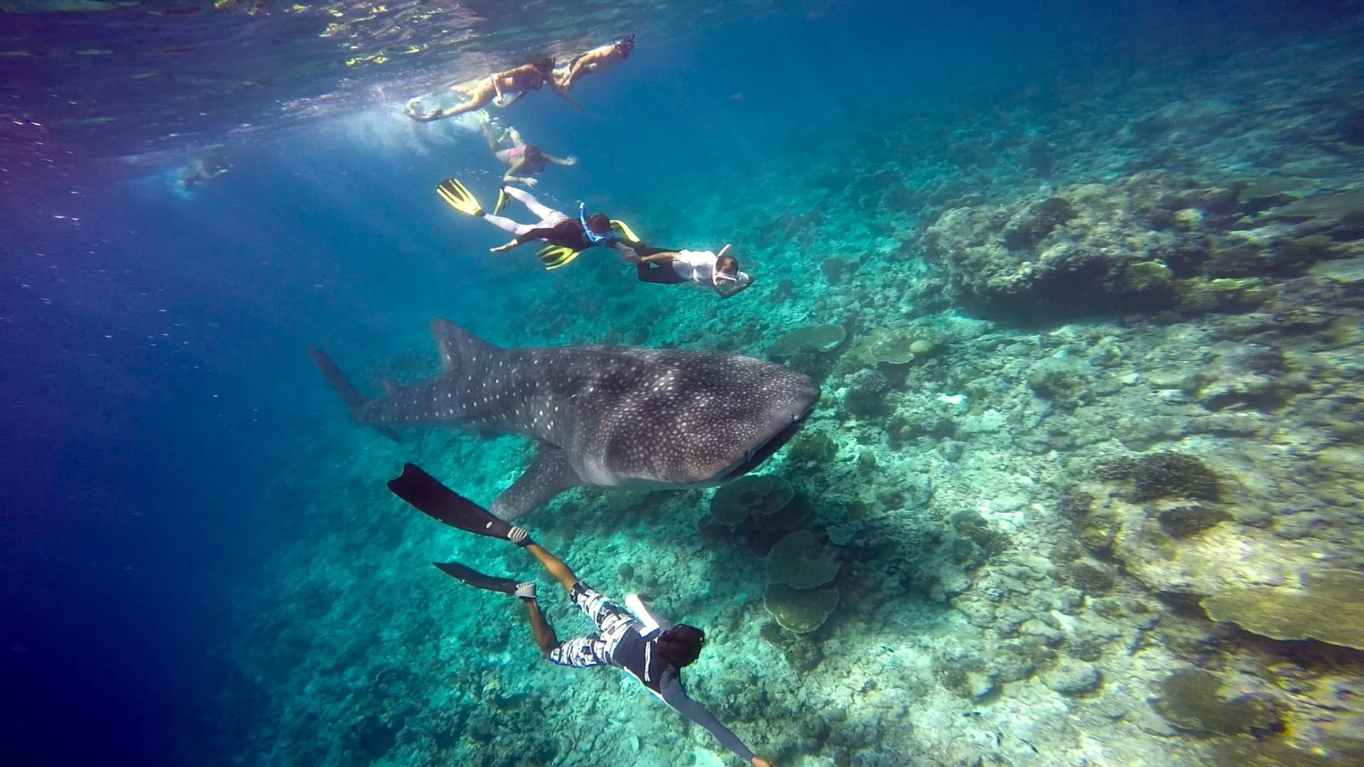 Heart of the Maldives - Spirit Liveaboards