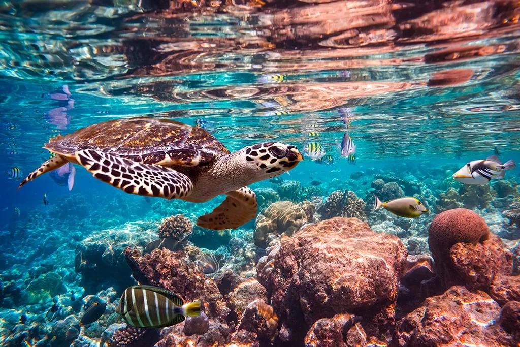 Heart of the Maldives - Spirit Liveaboards